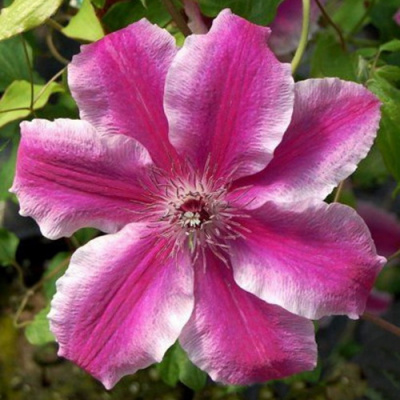 Clematis Carnaby
