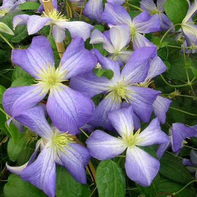 Clematis Jenny
