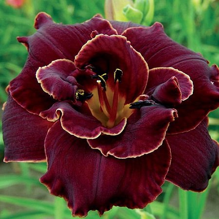 Hemerocallis Night Ember_2
