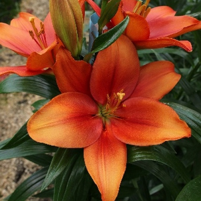 Lilium Amber Waves
