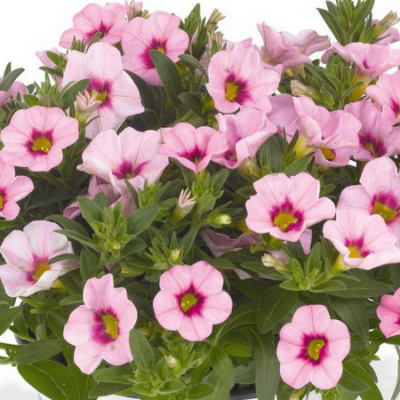 Calibrachoa Supercall Pink