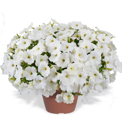 Petunia Cascadias Iceberg