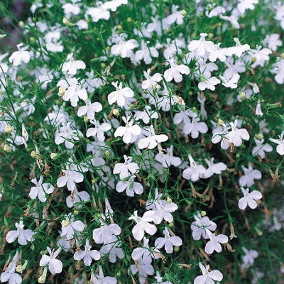 Lobelia Trailing Fountain White