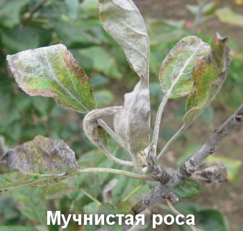 mucnistaa_rosa_1[1].jpg
