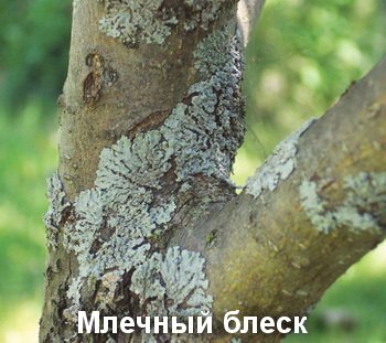 mlecnyi_blesk_2[1].jpg